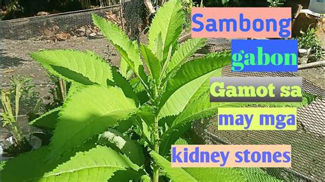 Sambong in Tagalog Gabon in Bisaya .